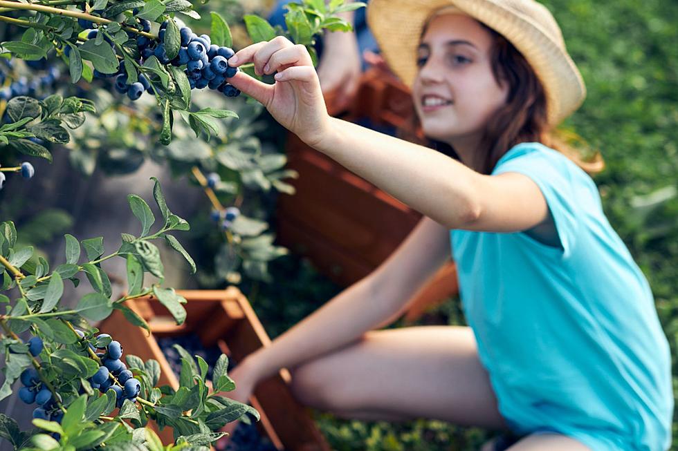 8 Things Every Michigander Should Know Before U-Picking Blueberries