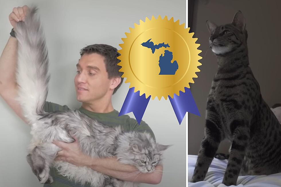 How Does This Michigan Man Keep Breaking Records With His...Cats?
