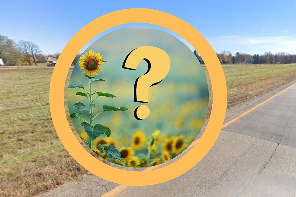 Have You Noticed Those Sunflowers Along Michigan's Freeways?