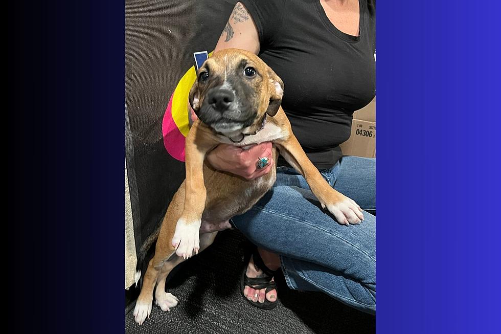 12-Week-Old Kalamazoo Puppy Looking For Home