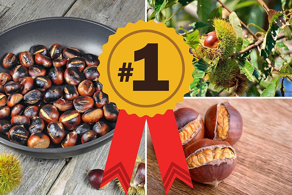 Did You Know Michigan Leads the Nation in Chestnut Production?