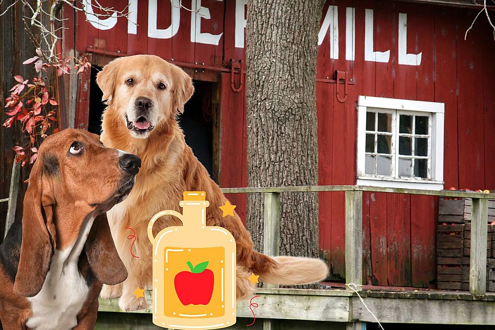Dog-Friendly Cider Mill in Southwest Michigan? Here Are At Least 3!