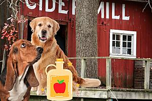 Dog-Friendly Cider Mill in Southwest Michigan? Here Are At Least...