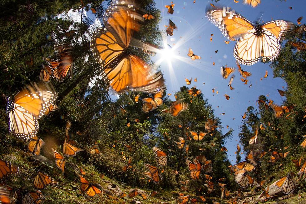 Thousands of Monarch Butterflies Will Migrate Through Michigan This Fall