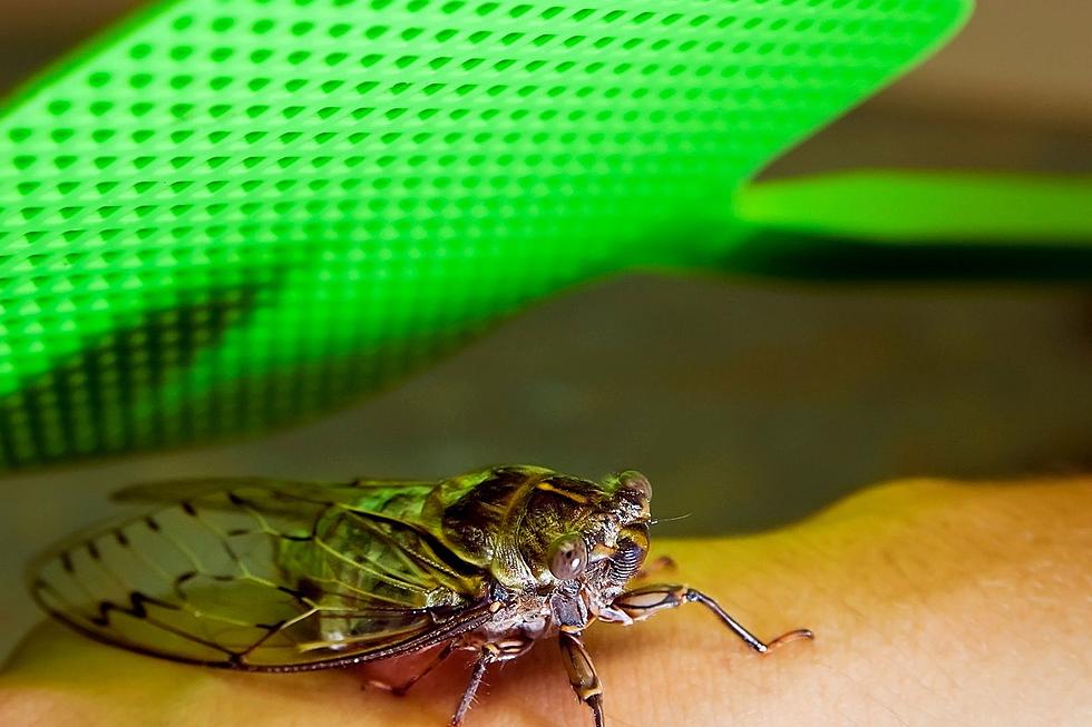 Squishing This Bug in Michigan Could Cause Big Problems
