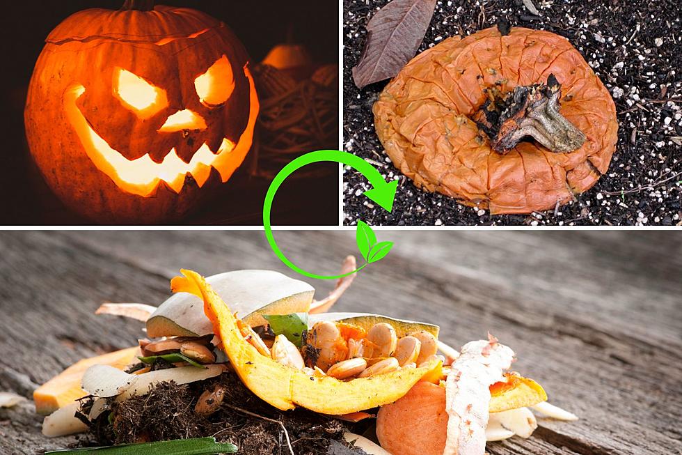 Hey Michigan! Here&#8217;s How to Dispose of Your Pumpkins After Halloween