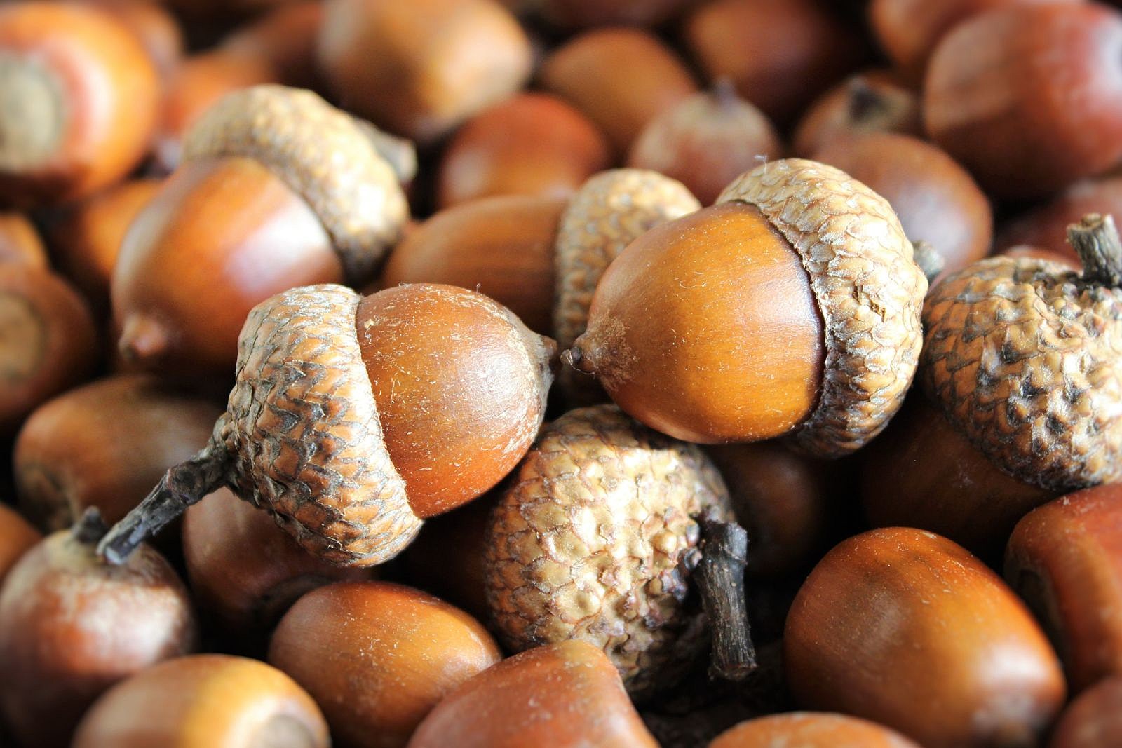Oak trees keep dropping acorns this fall. Here's how a 'mast' year