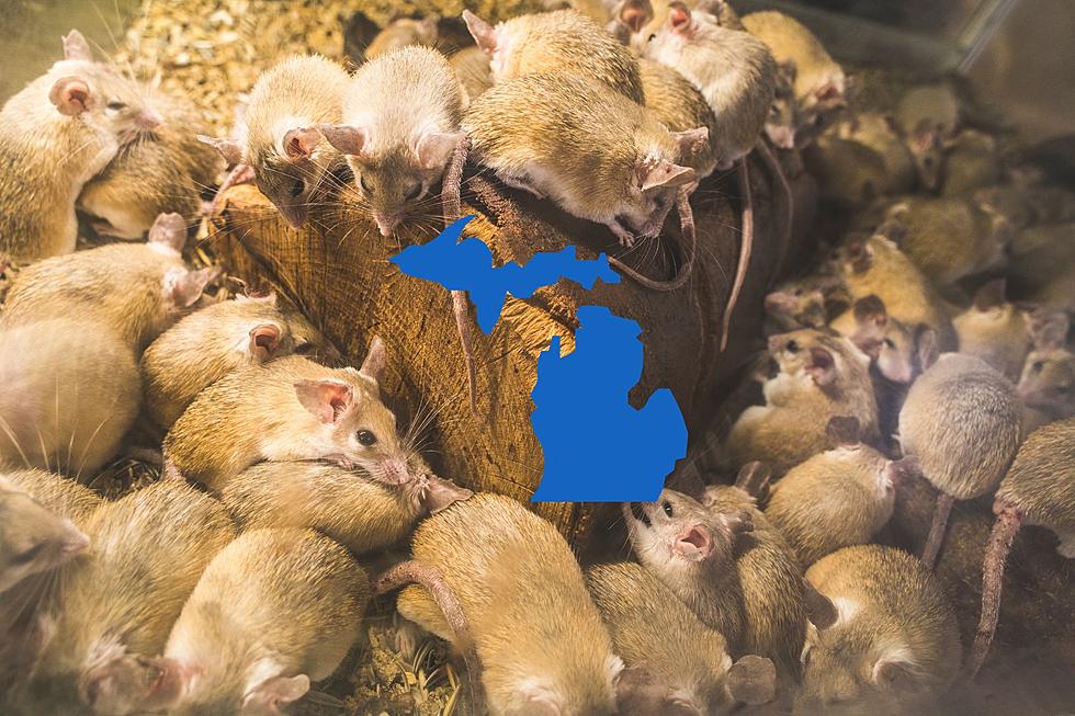 Three Michigan Cities are Among the Most Rat-Infested in the U.S.