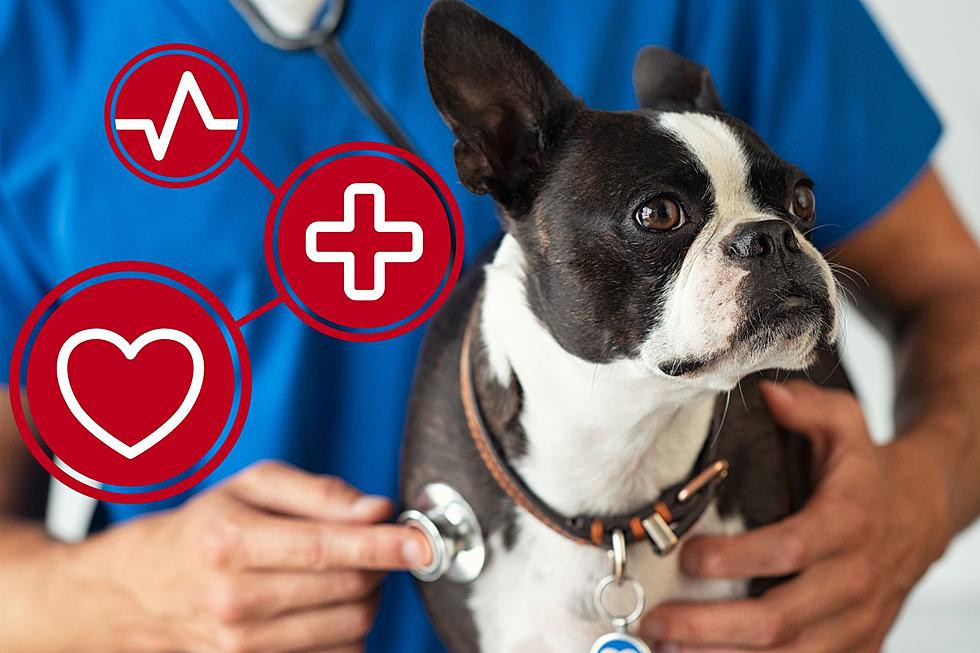 Mystery Illness Affects Dogs in IL & IN, But What About Michigan?