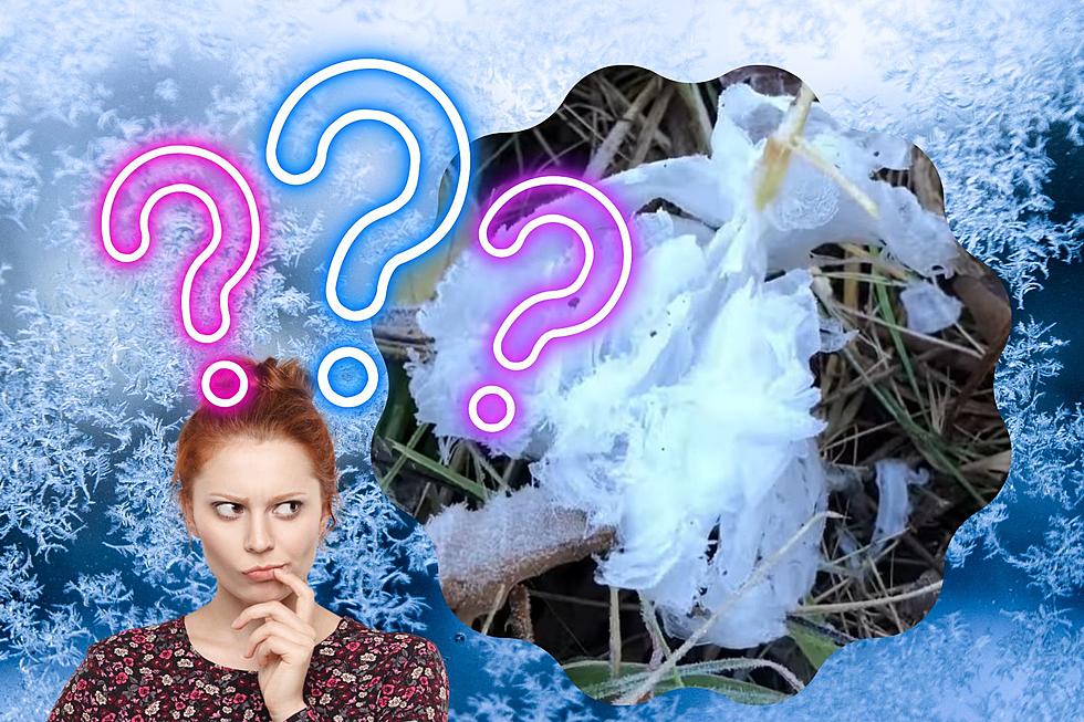 What Are 'Frost Flowers' And Can You Find Them In Michigan?