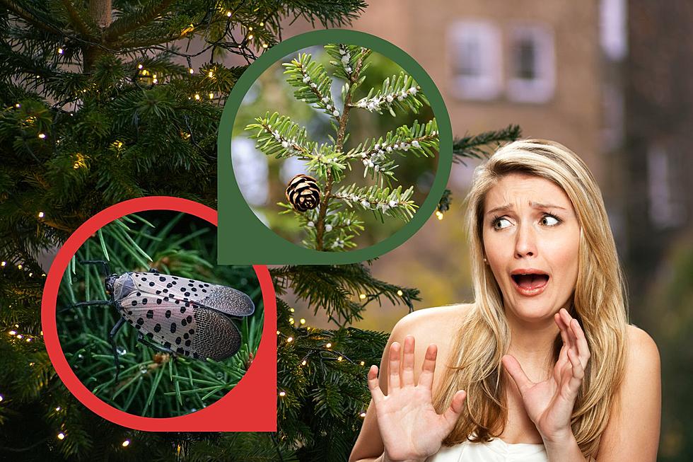 Michiganders, Check Your Christmas Tree for THIS Invasive Insect
