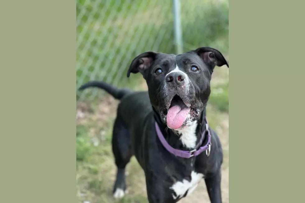 Young, Playful Pittie Needs a Happy Home in Southwest Michigan