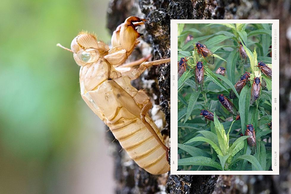 Will Michigan Get Caught in The Rare Cicada Invasion This Spring?