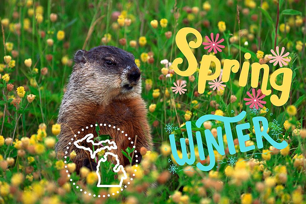Meet Woody the Woodchuck, Michigan’s Weather-Predicting Rodent