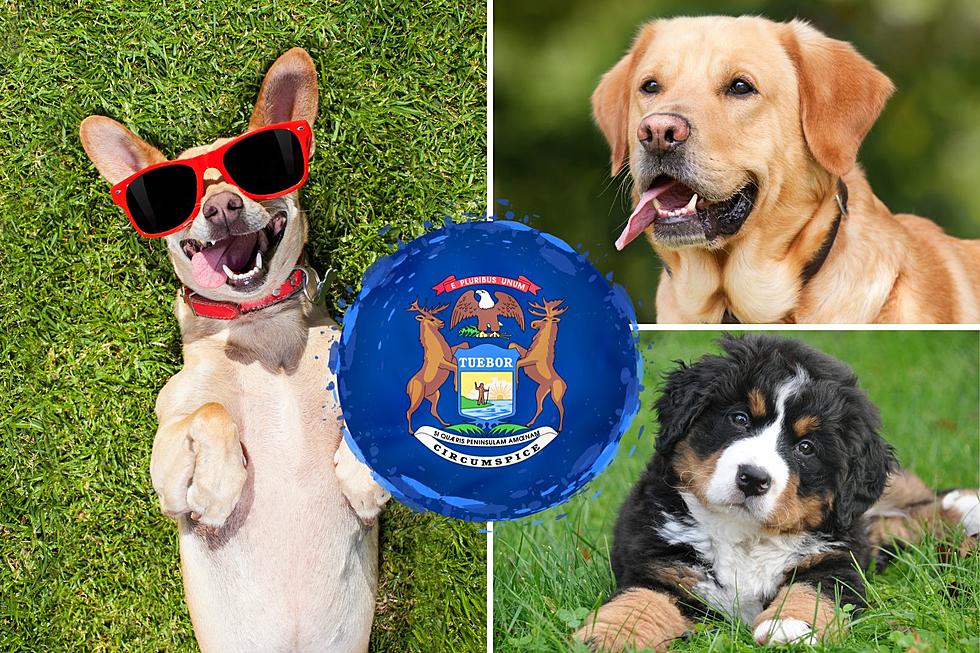 13 States Have Official State Dogs, is Michigan One of Them?