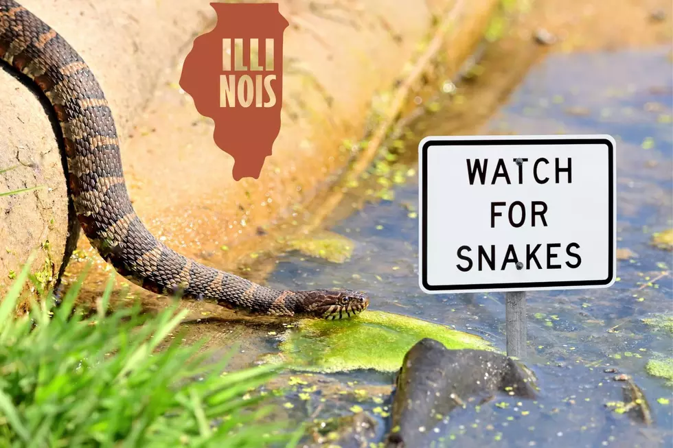 BEWARE: These Are The 5 Most Snake-Infested Lakes In Illinois