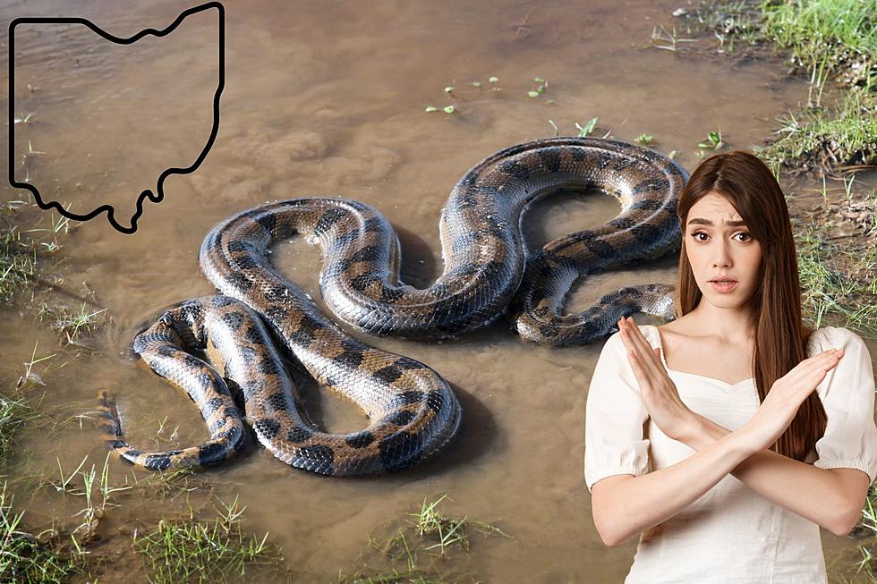 5 Most Snake-Infested Lakes in Ohio