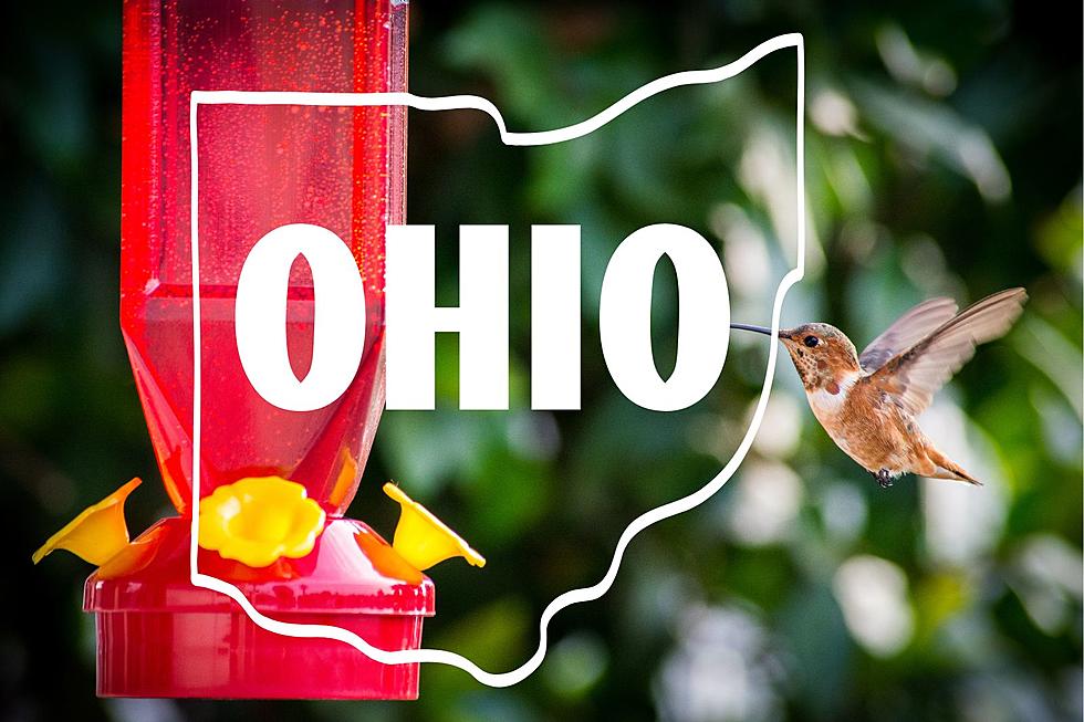 When Should You Put Your Hummingbird Feeder Out In Ohio?