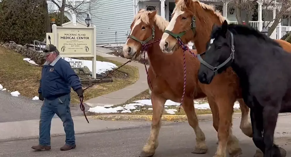 Mackinac Island Horses