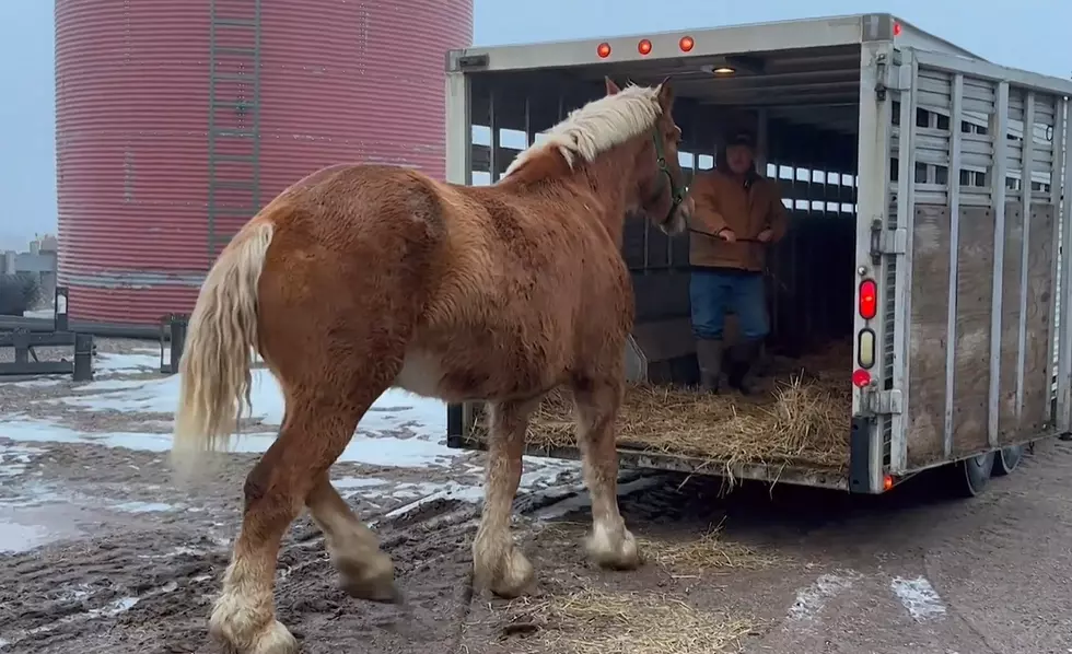 Mackinac Island Horses
