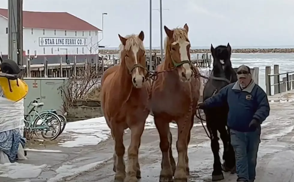 Mackinac Island Horses