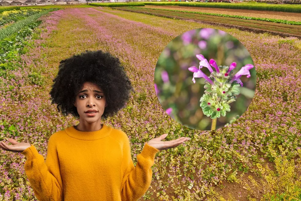 What Are the Purple Flowers Covering Michigan Fields?