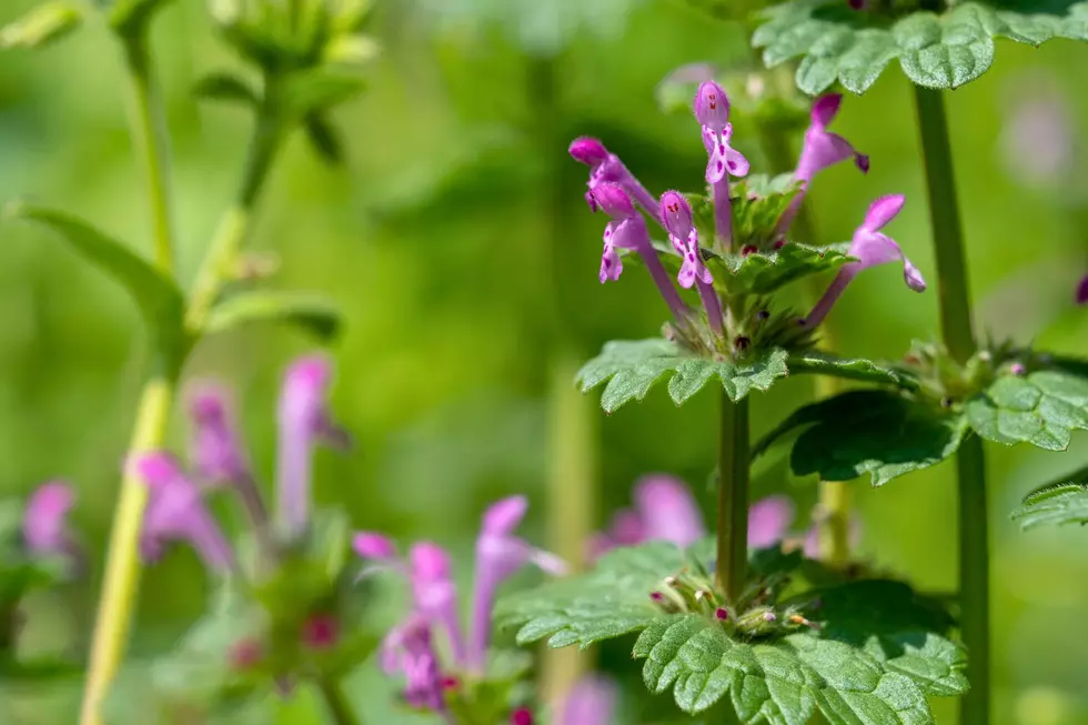 Henbit covering fields in Michigan