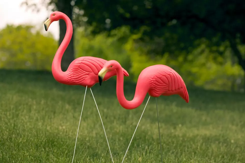 Yard ornaments like Pink Flamingos could be a sign of a swinger.