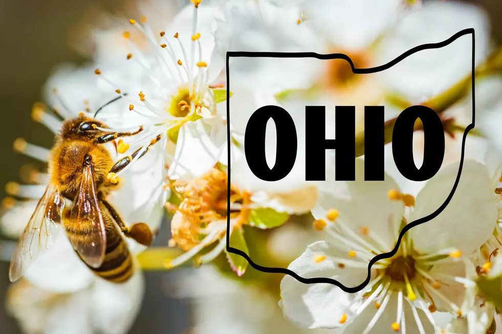 Here’s How Ohioans Can Help Protect Backyard Pollinators This Spring