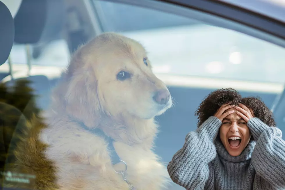 Michigan Law - You Can NOT Break A Window To Save Dog In Hot Car