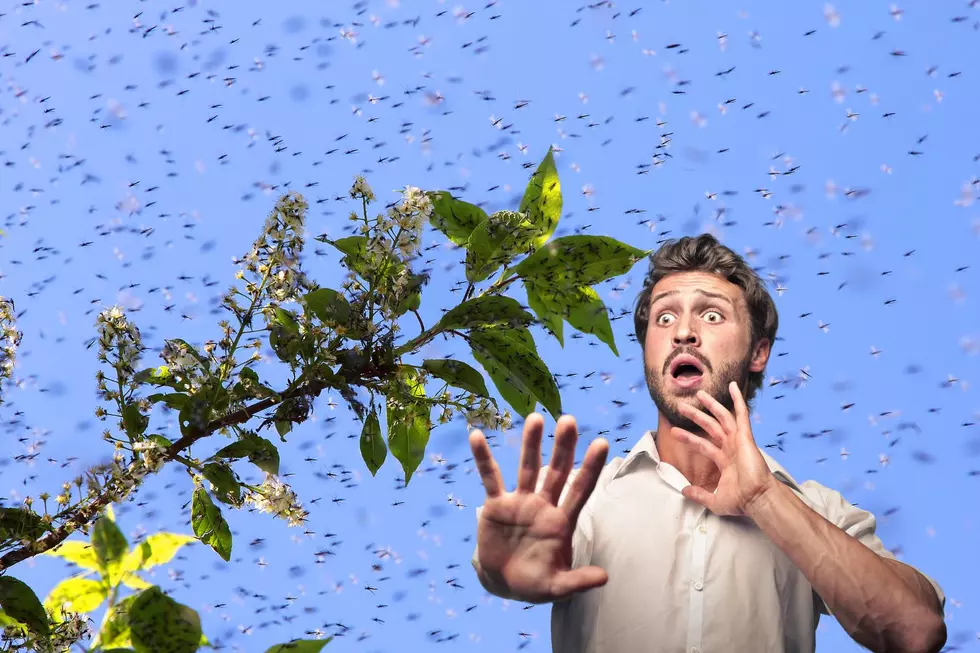 The World’s Deadliest Bug Will Soon Swarm Michigan