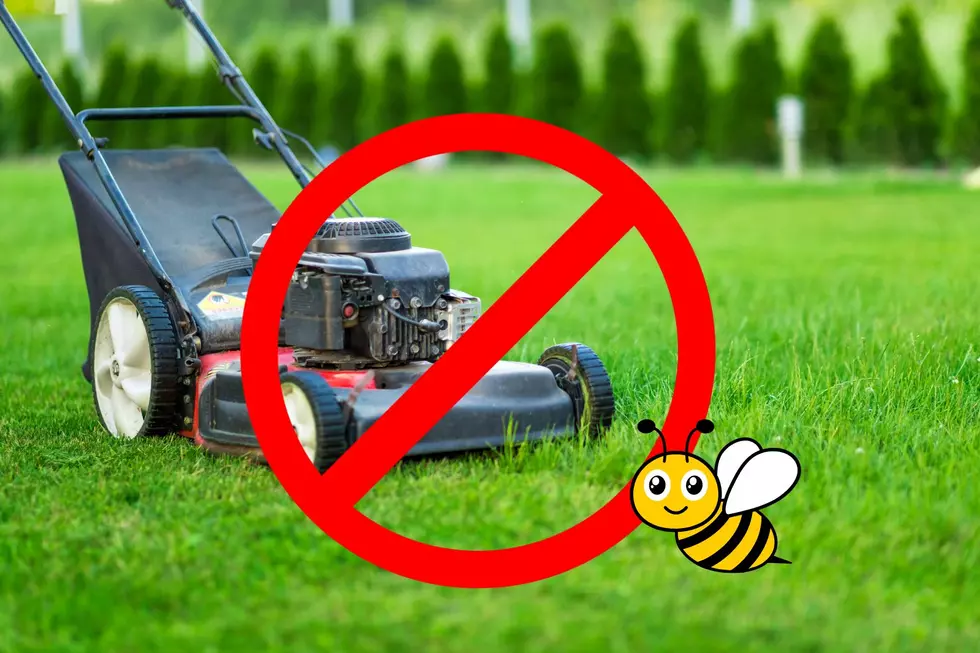 You'll Hear Fewer Lawn Mowers In Michigan In May. Here's Why: