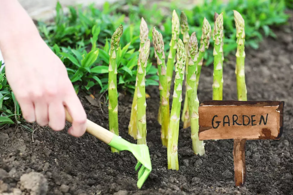 asparagus
