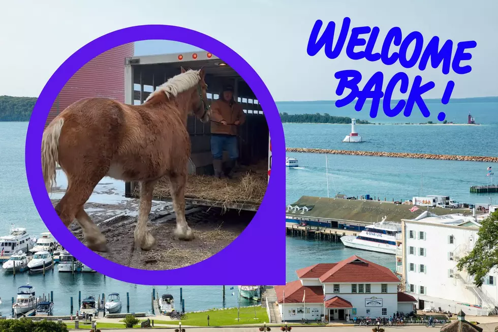 It's Happening! Carriage Horses Return To Mackinac Island