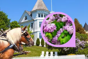 Michigan Is Home To The Oldest Lilacs In The Entire Nation