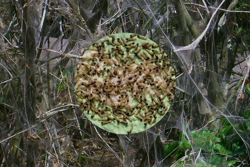 Spongy Moth Caterpillars in Michigan are poisonous