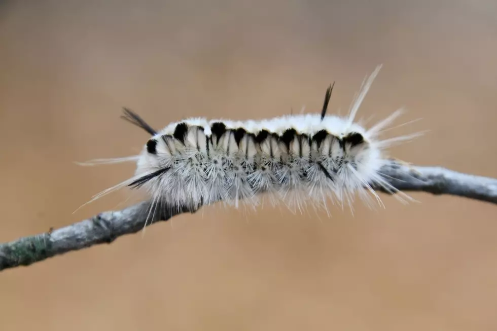 Hickory Tussock Moth caterpillar in Michigan are poisonous