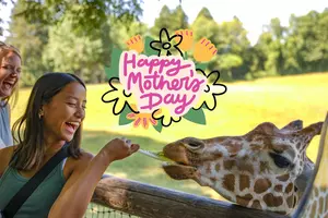 Moms Receive Discounted Admission At Binder Park Zoo This Mother’s...