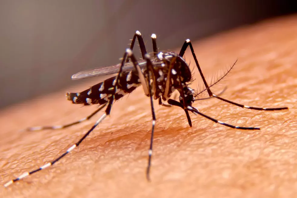Michigan Mosquitoes are attracted to these 4 colors