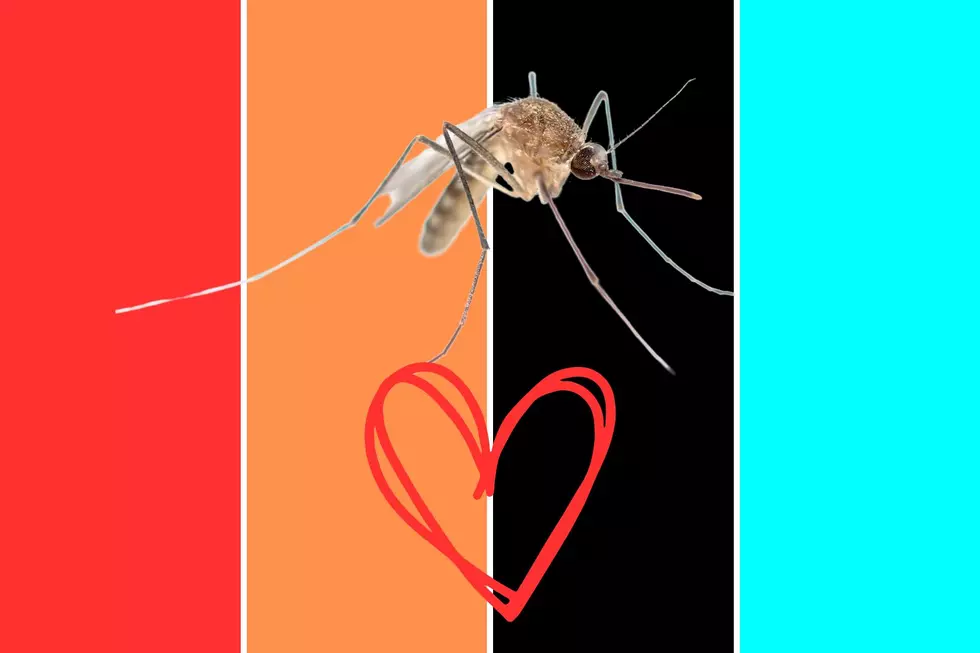 mosquitoes, red, orange, black, cyan