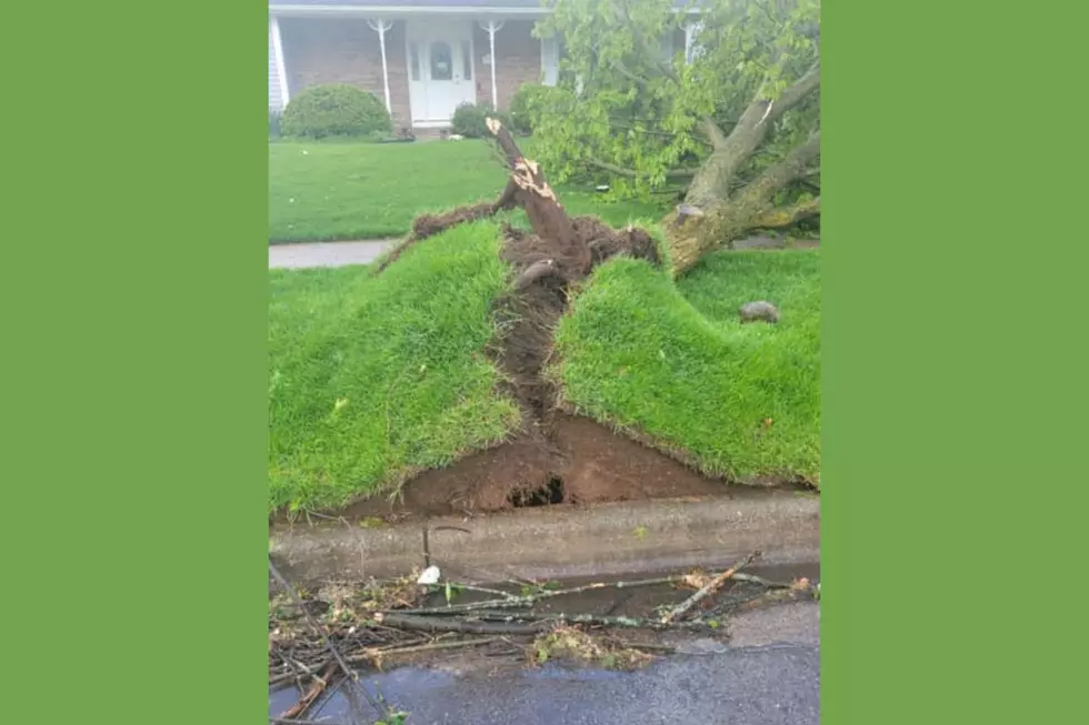 tree uprooted during tornado in Michigan