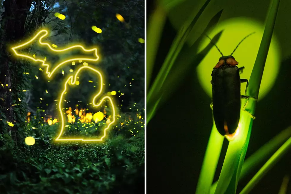 Fireflies vs. Lightning Bugs: Which Do Michiganders Say?