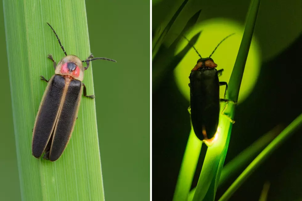 michigan firefly
