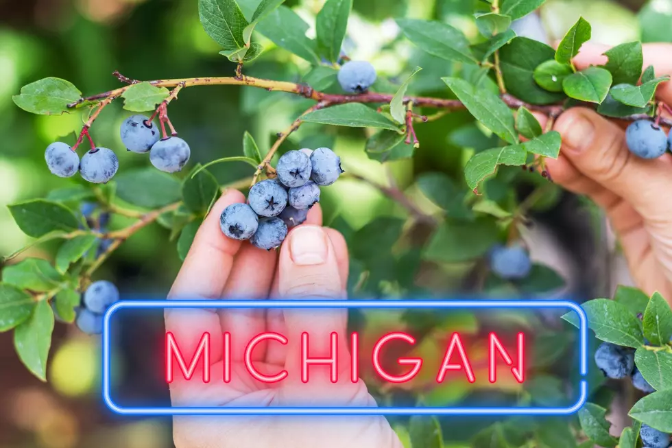 Here Are 8 Fruitful Tips For Picking Blueberries In Michigan