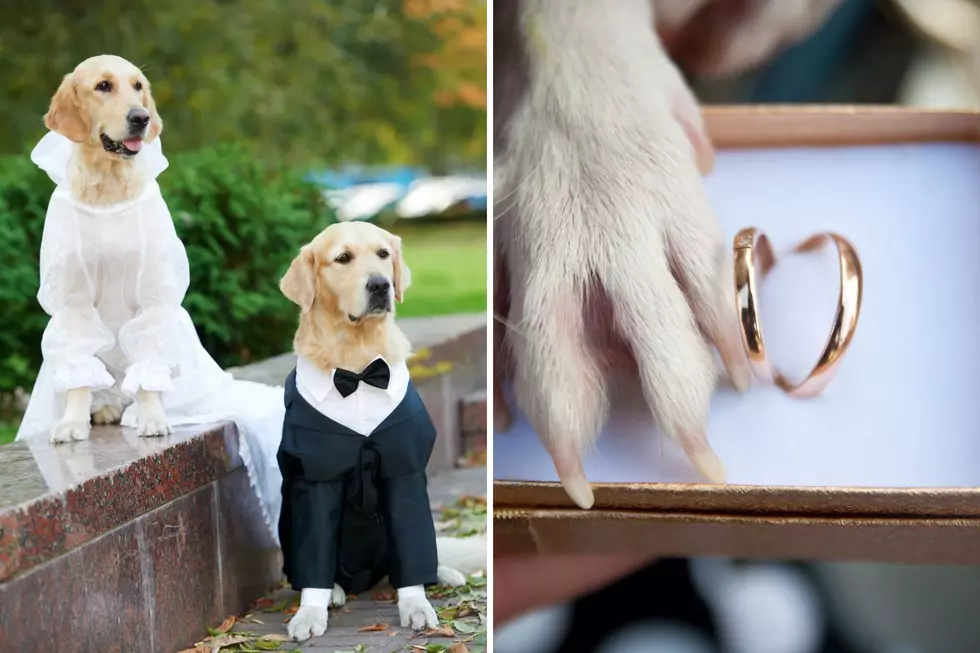 Video: 2 Illinois Dogs Tied the Knot