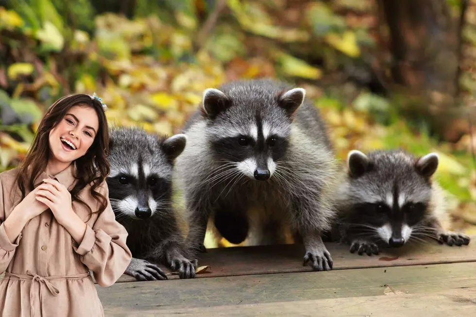raccoons, wildlife, Kalamazoo, Michigan