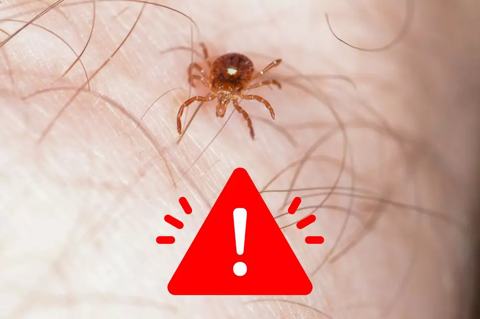 Lone Star Ticks, Michigan, meat allergy