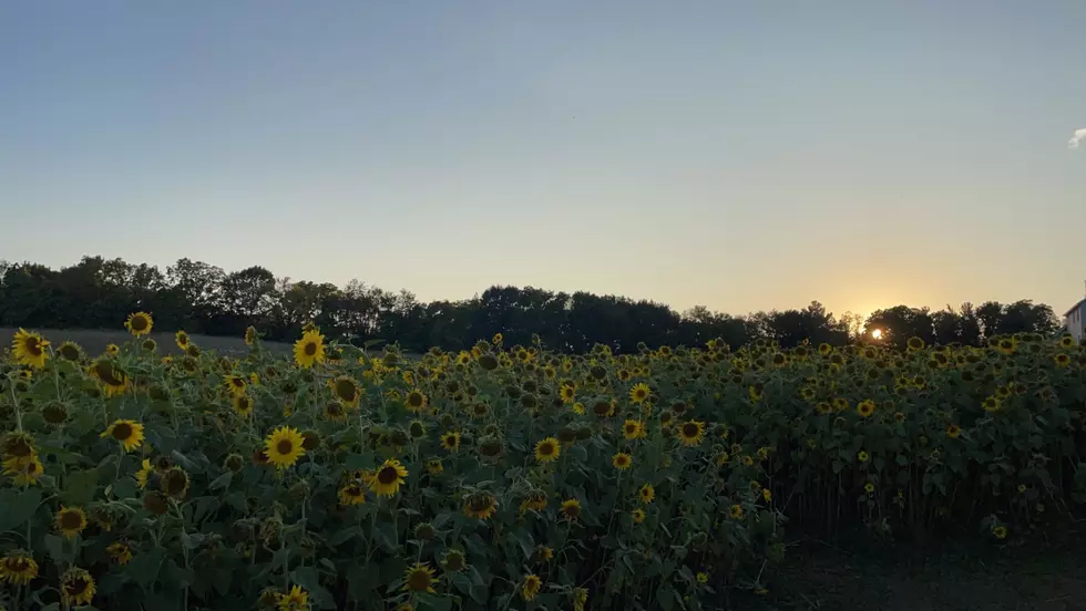 Gorby Sunflowers, Allegan MI