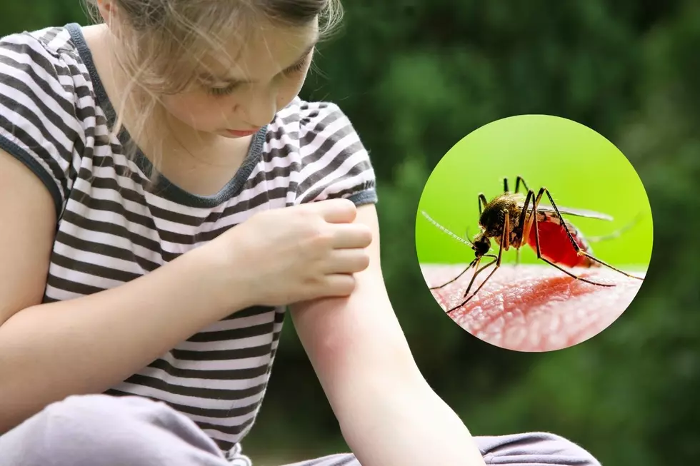 WARNING: 2 mosquito-borne disease outbreaks in Michigan