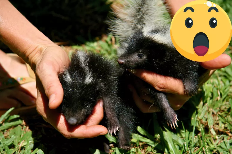 Michigan, Skunks, October